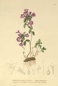Rots Tijm (Acinos alpinus, Calamintha alpina)